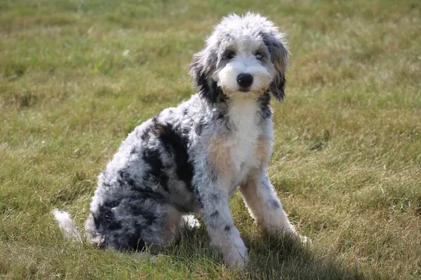 Forestville CA mini and micro f1 and f1b mini bernedoodles