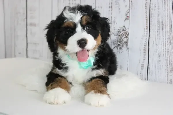 Mini Bernedoodle Puppies For sale in Forestville California
