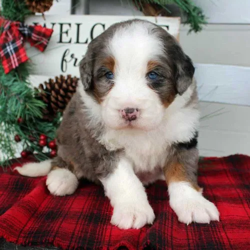 Stunning Mixed Color Designer Mini Bernedoodle Pup from Forestville California