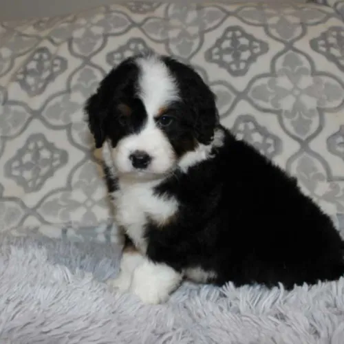 Baxter Springs Mini Bernedoodle Puppy