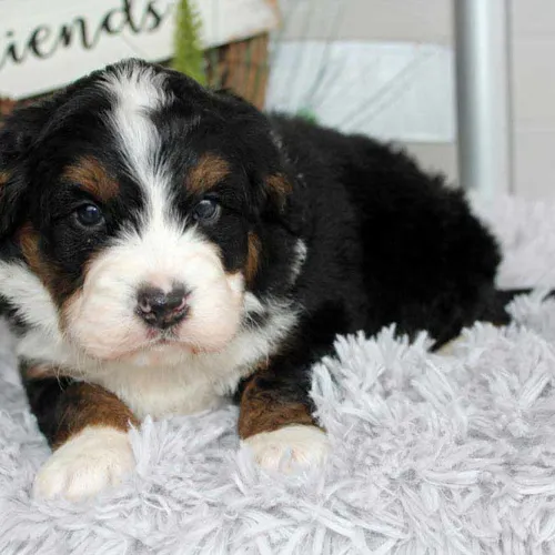 Best Baxter Springs Kansas Designer Mini Bernedoodle Breeder
