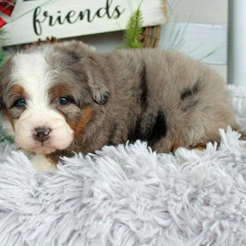 Designer Mini Bernedoodles Near Baxter Springs Kansas