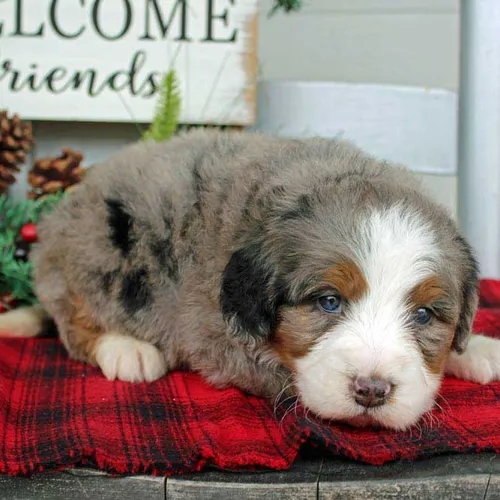 Merle Colored Blue Diamond Family puppy from Baxter Springs Kansas