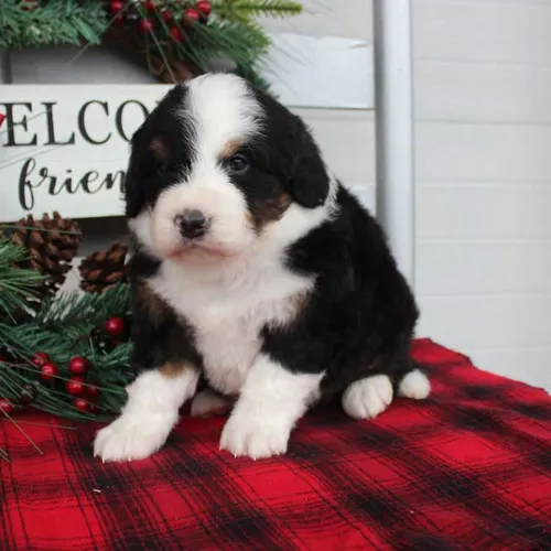Miniature Bernedoodle Puppy Baxter Springs Kansas