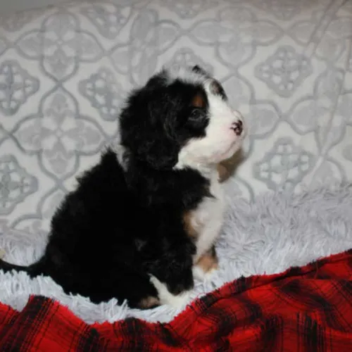 Mini Bernedoodle Puppy getting ready to go to Oxford Maine