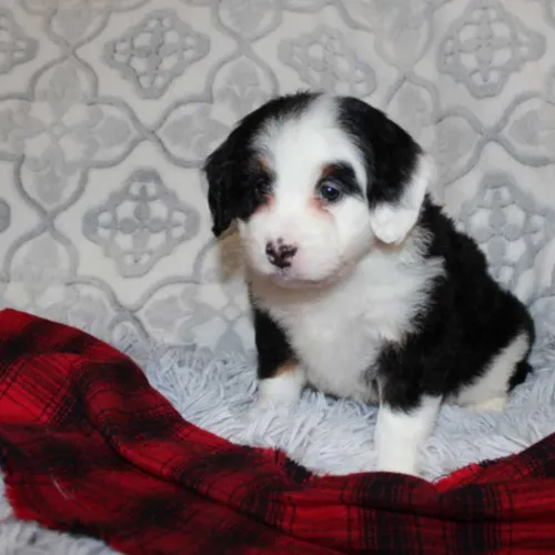 Best Hayes Blue Diamond Mini Bernedoodle