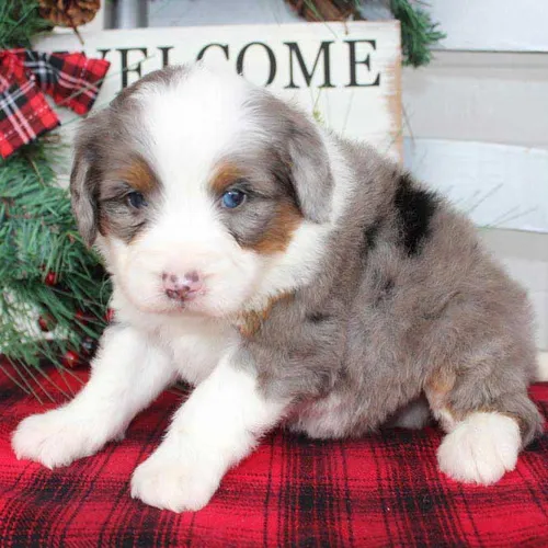 Tri Color Mini bernedoodle Puppies in Whiteville Tennessee