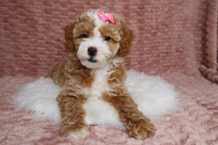 Adorable White And Brown Miniature Goldendoodle For Sale In Brookland, Arkansas