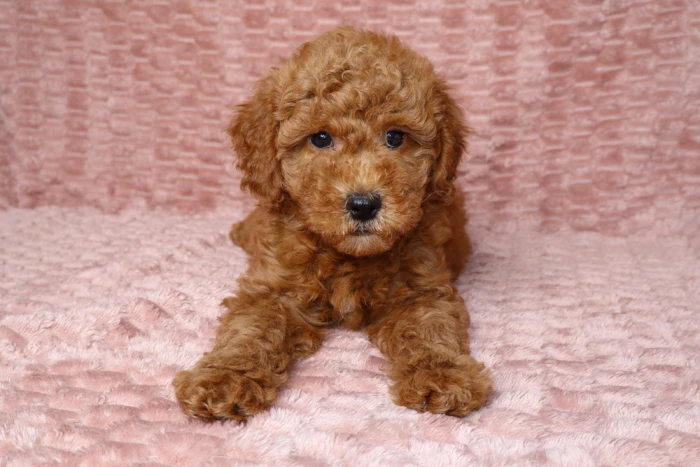 Cute Cream Colored F1b Mini Goldendoodle Puppy In Lancaster, CA
