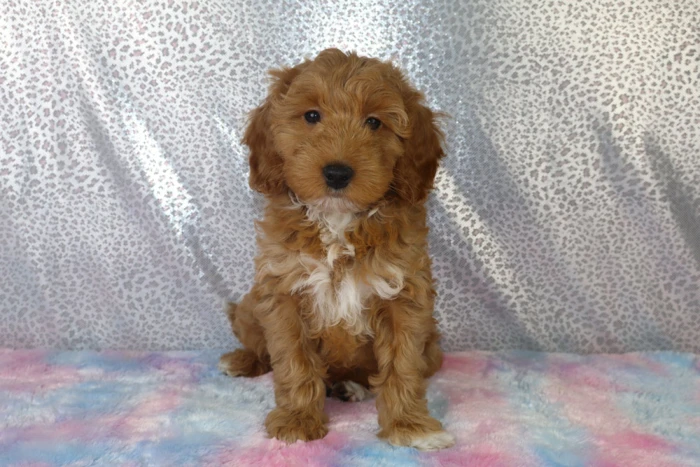 Brown and White Colored Mini Goldendoolde Puppy Sold To Shasta Lake