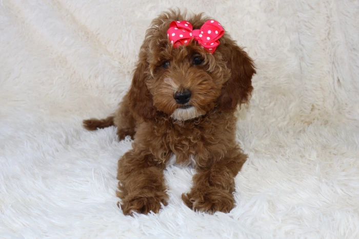 Riverside, Kansas Blue Diamond Raised Miniatute Goldendoodle Puppy