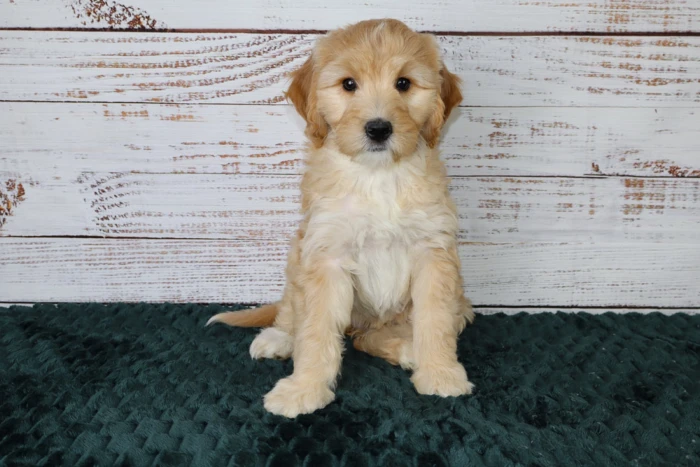 Cream Colored Male Mini Goldendoodle Puppy Sold to Washington, MO