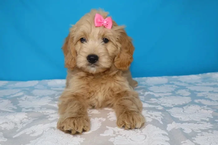 Female Light Colored Mini Goldendoodle Puppy For Sale in Lorain, Ohio