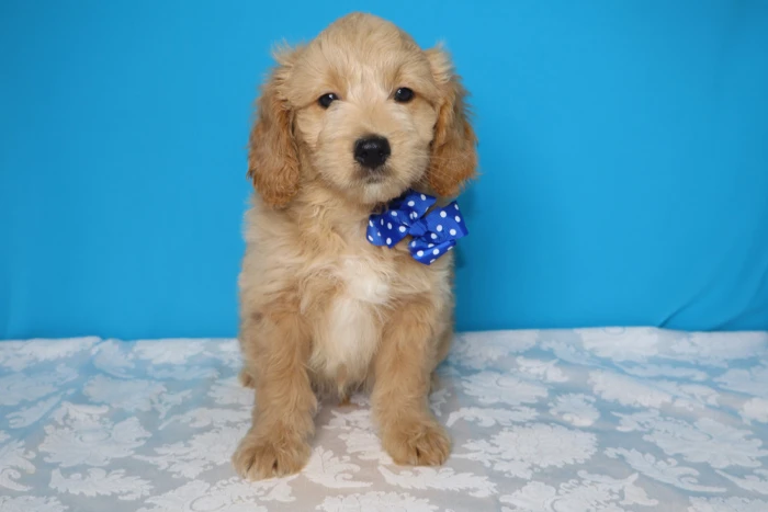 Small Healthy Mini Goldendoodle Pup in Oak Hills