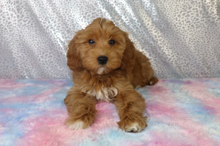 Mini Goldendoodle Puppy Raised By Blue Diamond Puppies Sold To Berea, South Carolina