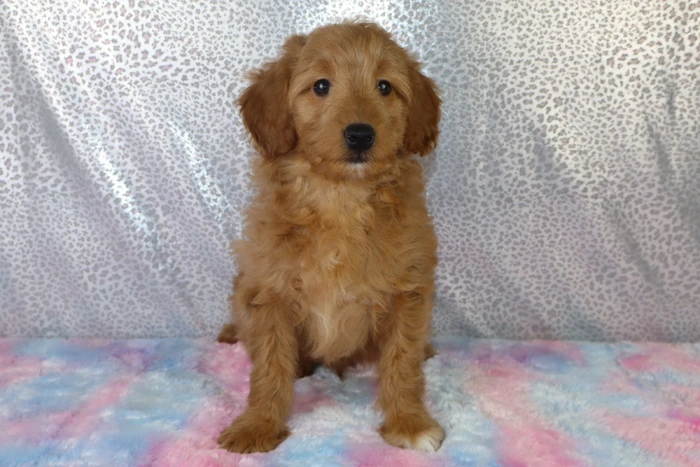 Mini Goldendoodle Puppy Named Lola Sold to a family in Williamsburg