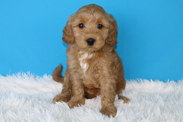 Adorable Mini Goldendoodle Puppy For Sale In Riverton, Wyoming