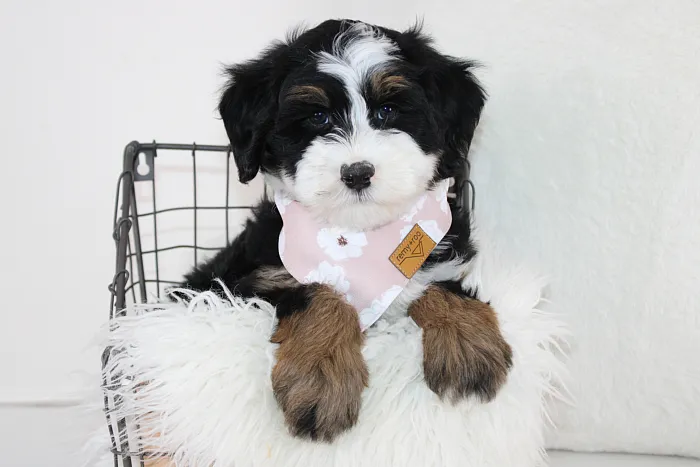 Best Idaho Designer Micro Bernedoodle Breeder