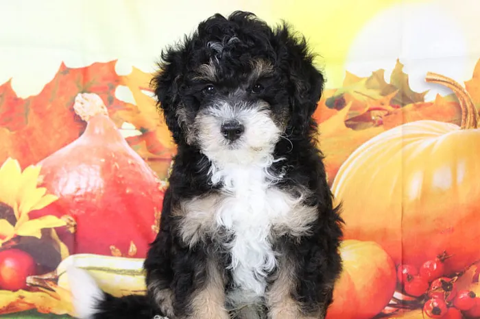 Designer Micro Bernedoodles In Idaho