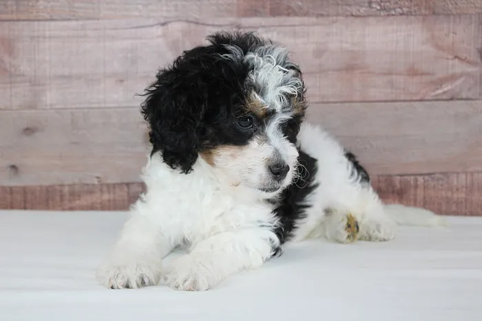 Hypoallergenic Blue Diamond Family puppy from Idaho