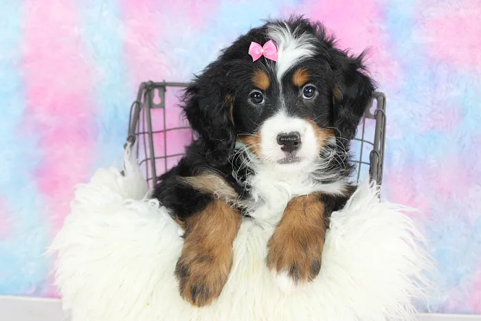 ID micro mini bernedoodles