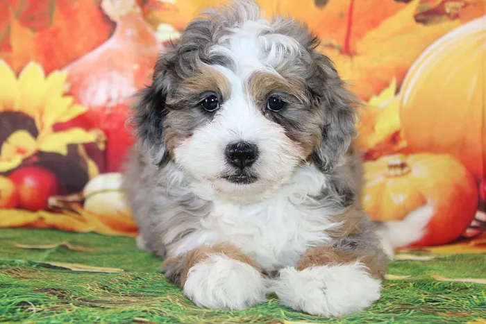 Best Indiana Blue Diamond Micro Mini Bernedoodle