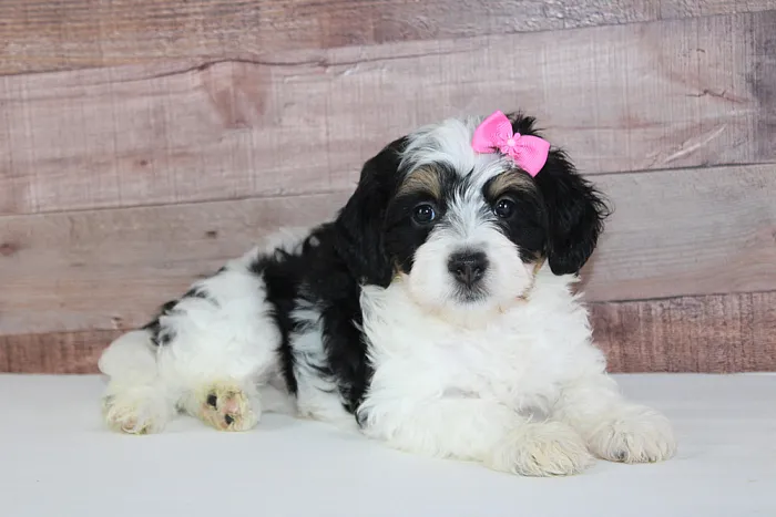 Micro Bernedoodle Puppy getting ready to go to Indiana