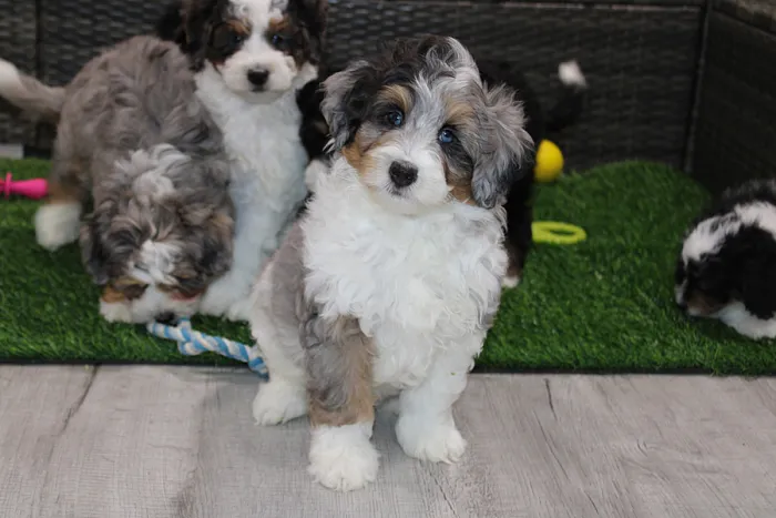 Micro Mini Bernedoodle Puppies For sale in Maine