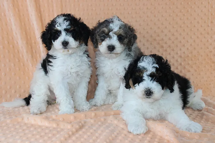 blue diamond micro bernedoodle local breeder Ohio
