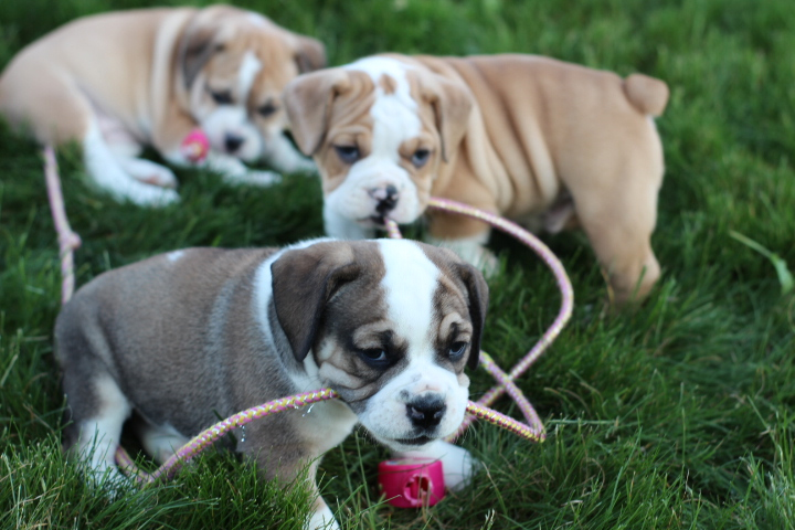 Litter of Blue Diamond Puppies for sale in Acorn Pennsylvania.