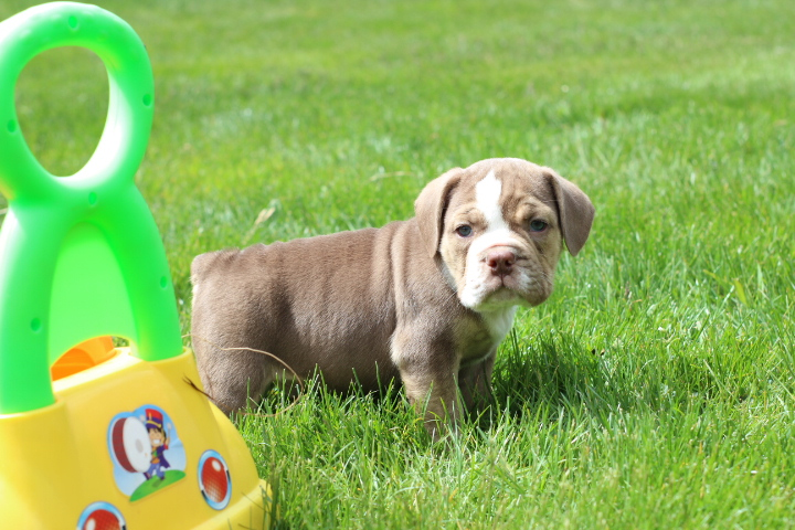 Blue Diamond Beabul Puppy playing in a Bensenville yard.