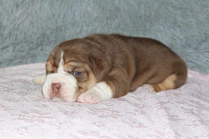 Female Beabull puppy from Crockett sleeping on a blanket.