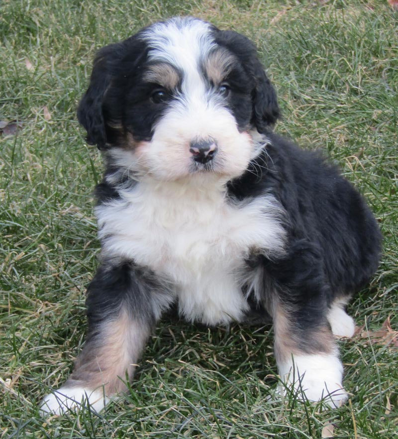 Bernedoodle Puppies near Aberdeen Mississippi