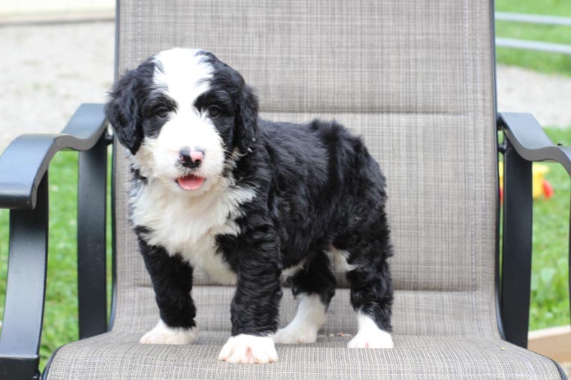 Aetna Indiana Beautiful Standard Size bernedoodle Puppy