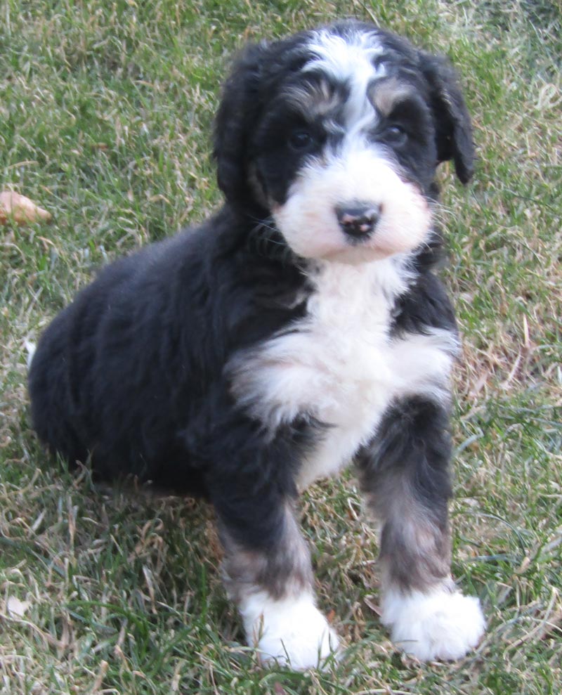 Aetna Indiana Bernedoodle Puppies