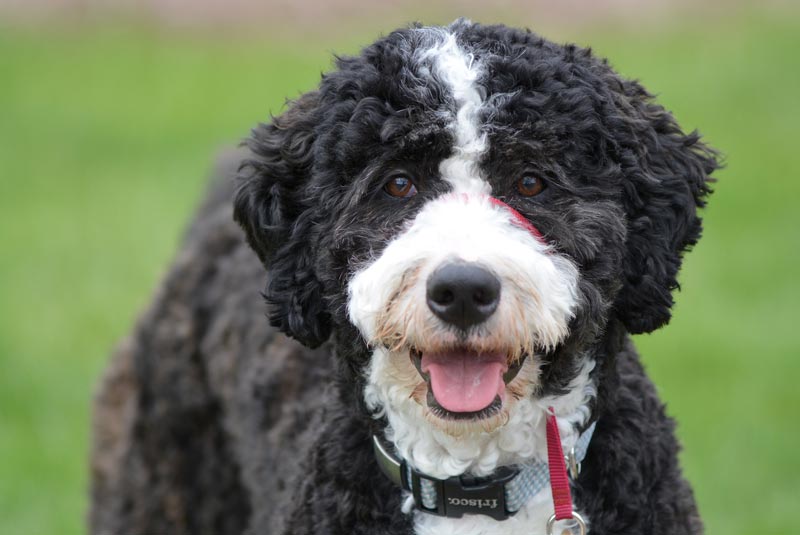 Adult Bernedoodle puppy parent Aetna Indiana