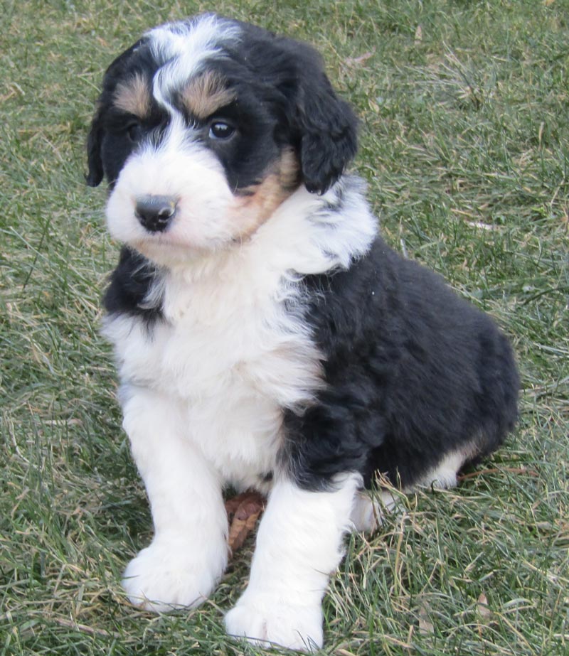 Bernedoodle Dogs and Puppies in Algood Tennessee