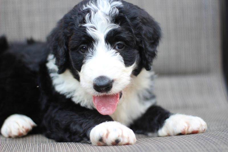 Bernedoodle Puppy from Blue Diamond Family Pups near Cardiff-by-the-Sea California