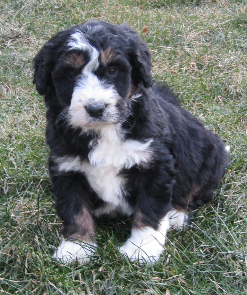 Best Bernedoodle Pups for Sale in Seward Nebraska by Blue Diamond family Pups