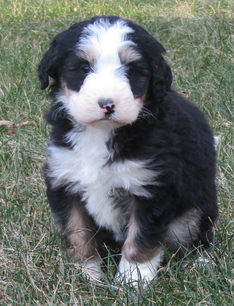Blue Diamond Family Standard Sized Bernedoodles from the Upland California