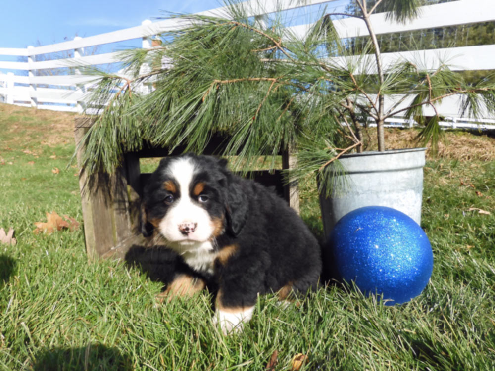 AKC multi-colored Bernese mountain Dog from Blue Diamond Family Pups. Bangor Trident Base, Washington. 