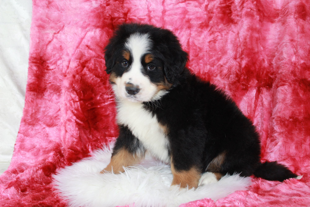 Premier Colored Bernese Mountain Dog Puppy in Little Cottonwood Creek Valley, Utah from Blue Diamond Family Pups.