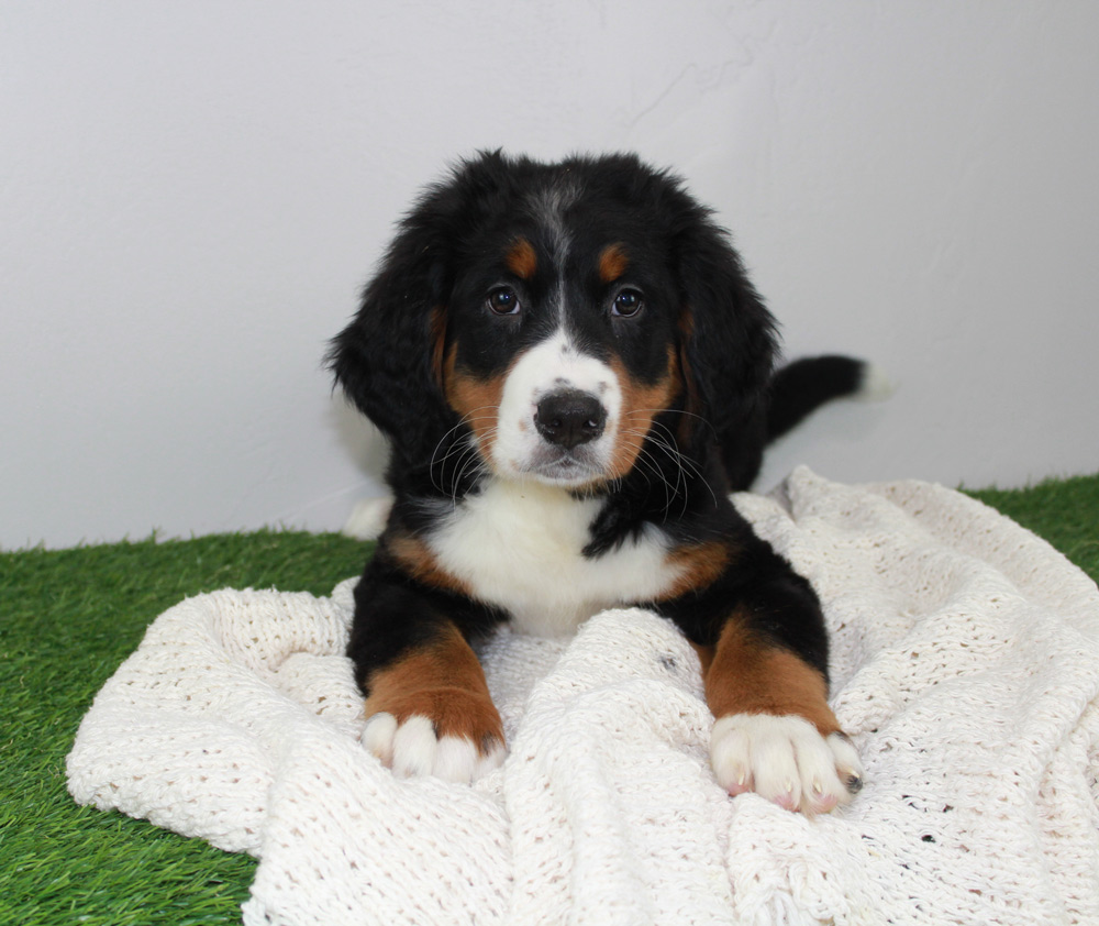 Stunning Blue Diamond Bernese Mountain dog puppy adopted in Picnic Point-North Lynnwood, Washington.