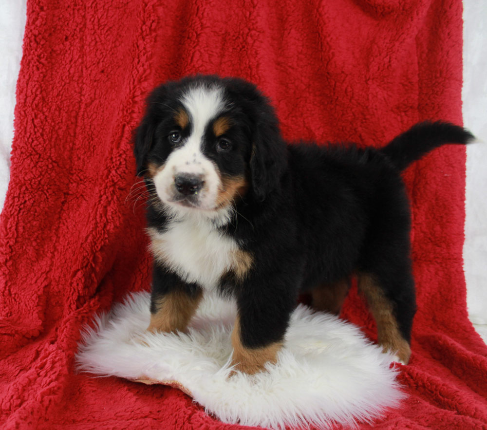 Beautiful Blue Diamond Tri Colored Bernese Pup from Whitmore Lake, Michigan.