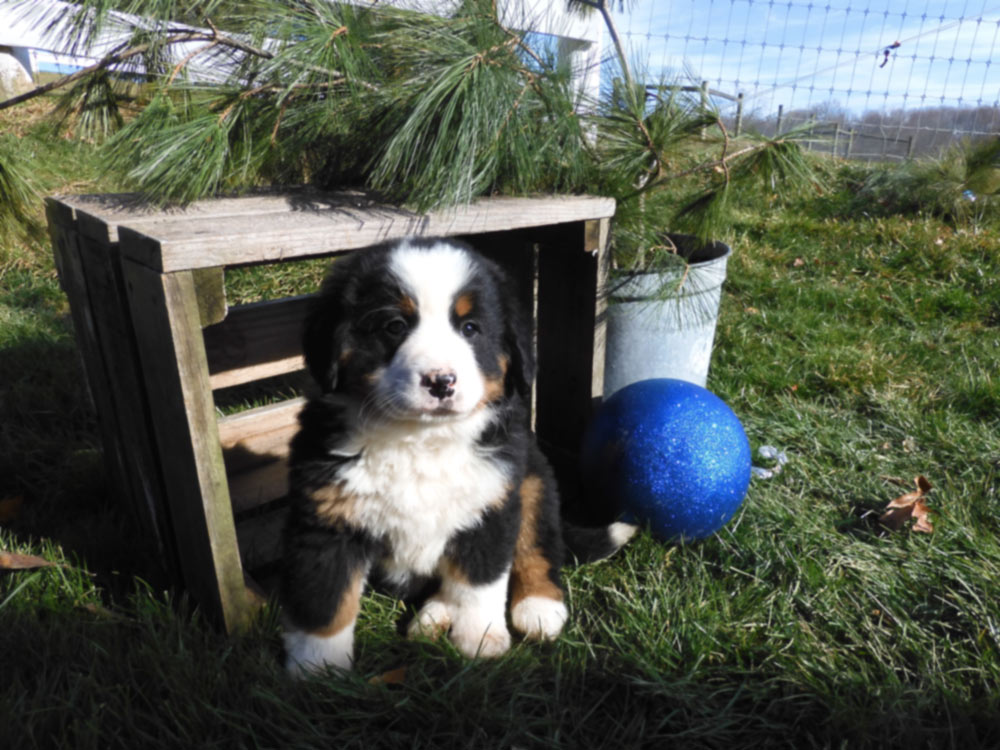 Gorgeous multi-colored Bernese Mnt. Dog Puppy from Wolfeboro Center, New Hampshire. Blue Diamond Family Pups.