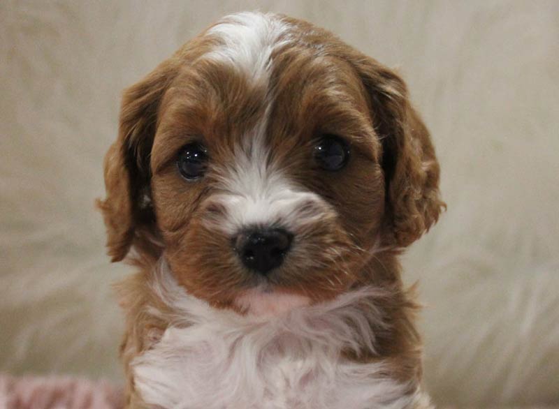 Best Cavapoo Pups for sale near Aberdeen Mississippi