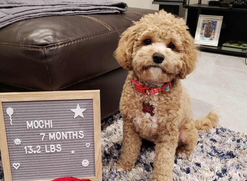 Adult Cavapoo Dog from Amston Connecticut