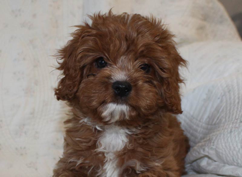 Cavapoo Puppy for sale in Bonadelle Ranchos-Madera Ranchos California