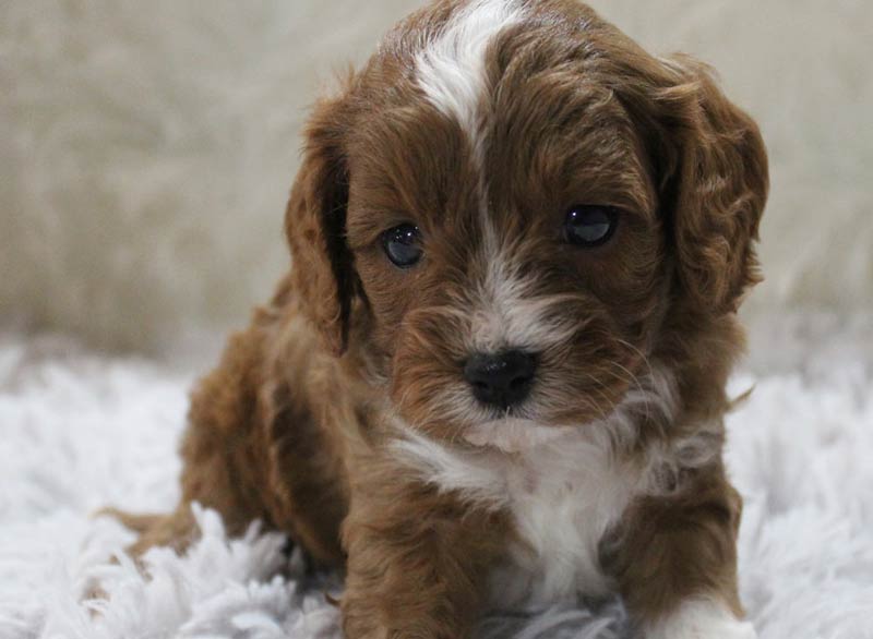 Best Blue Diamond Cavapoo Puppy Shipped to Cardiff-by-the-Sea California