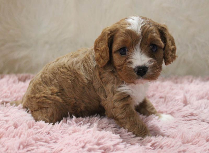Mercerville-Hamilton Square New Jersey Blue Diamond Botique Cavapoo Puppies